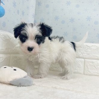静岡県のシュナマル/マルシュナ(シュナウザー×マルチーズ) (犬の家＆猫の里マークイズ静岡店/2025年11月11日生まれ/男の子/ホワイトブラック)の子犬の4枚目の画像