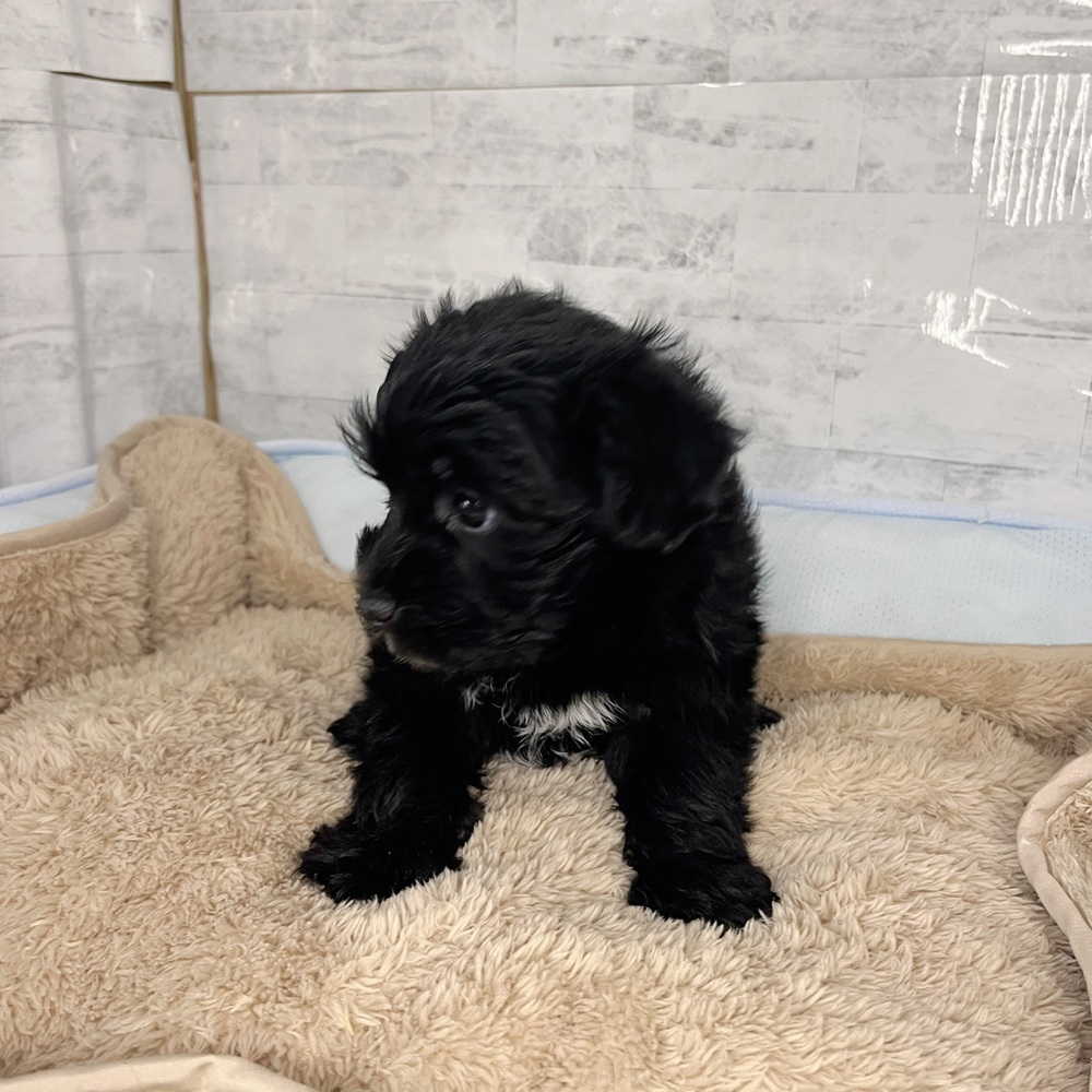 長野県のシュナマル/マルシュナ(シュナウザー×マルチーズ) (犬の家＆猫の里塩尻店/2025年11月11日生まれ/男の子/ブラックホワイト)の子犬の4枚目の画像