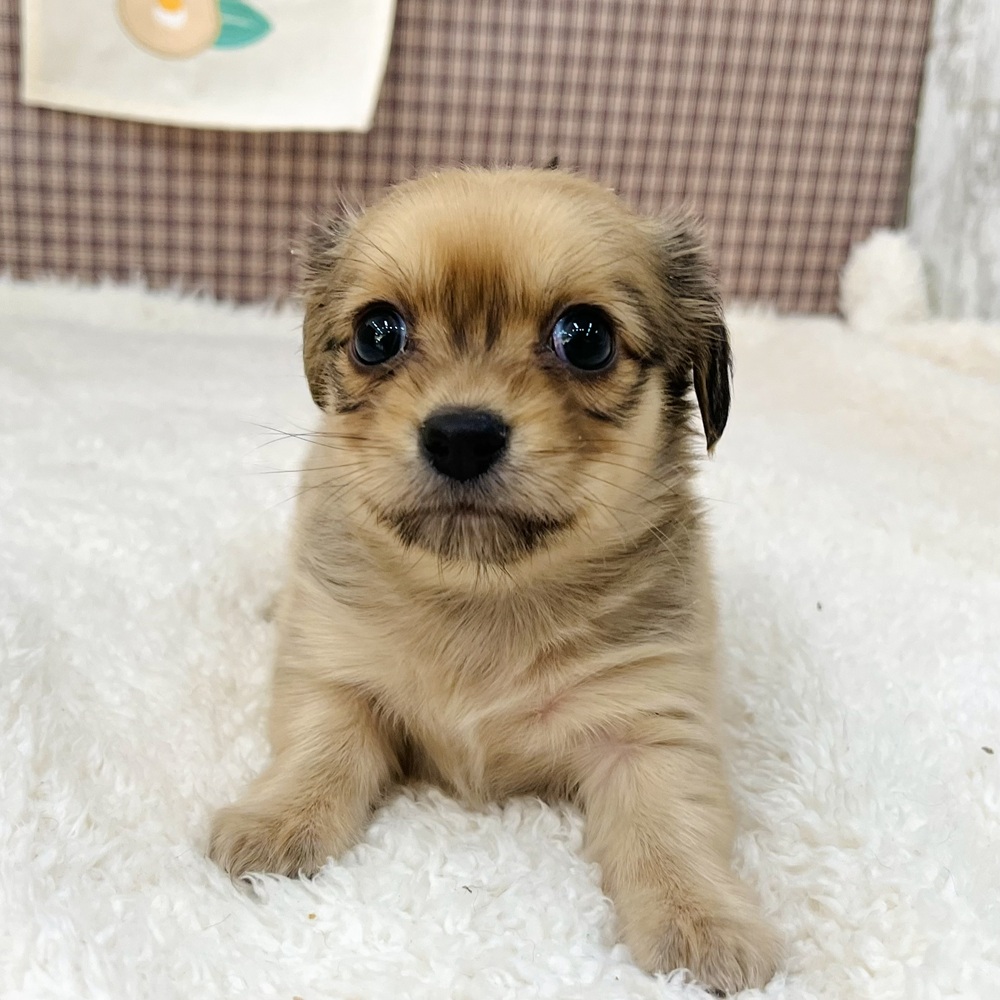 愛知県のチワックス(チワワ×ダックス) (犬の家＆猫の里エアポートウォーク店/2025年11月10日生まれ/男の子/フォーン)の子犬の4枚目の画像