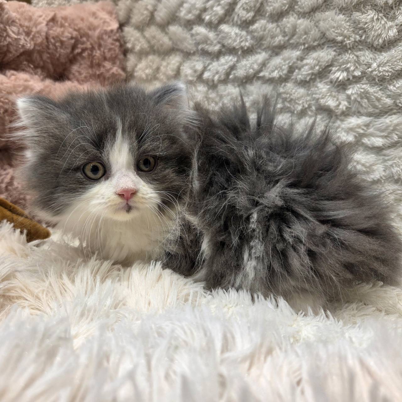 長野県のマンチカン (犬の家＆猫の里カインズ梓川店/2025年11月2日生まれ/男の子/ブルーホワイト)の子猫の1枚目の画像