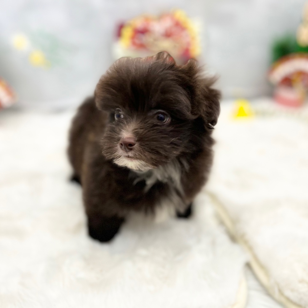 静岡県のポメマル/マルポメ(ポメラニアン×マルチーズ) (犬の家＆猫の里MEGAドン・キホーテ袋井店/2025年11月8日生まれ/男の子/チョコレートホワイト)の子犬の4枚目の画像