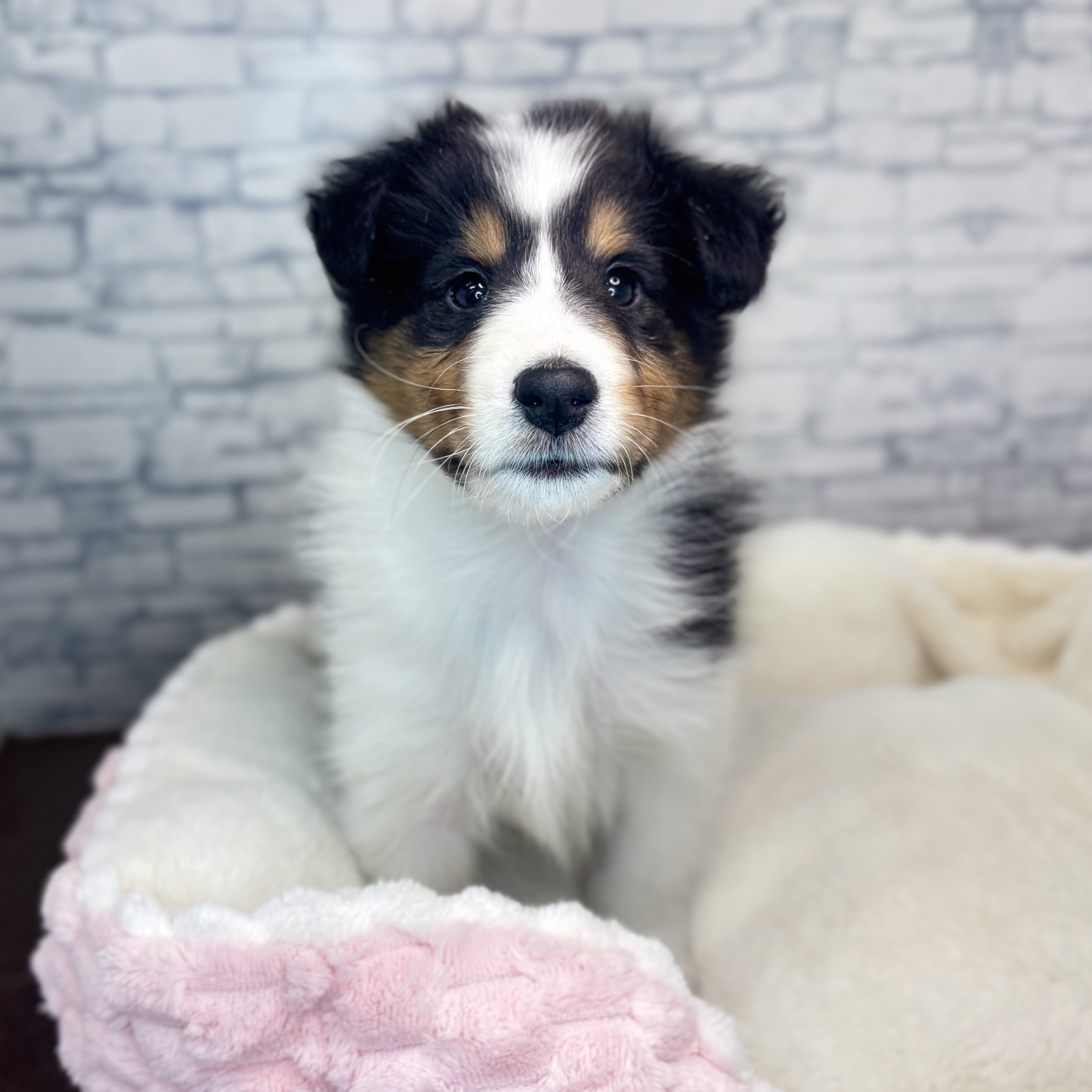 長野県のシェットランドシープドッグ (犬の家＆猫の里長野店/2025年11月10日生まれ/女の子/トライカラー)の子犬の1枚目の画像