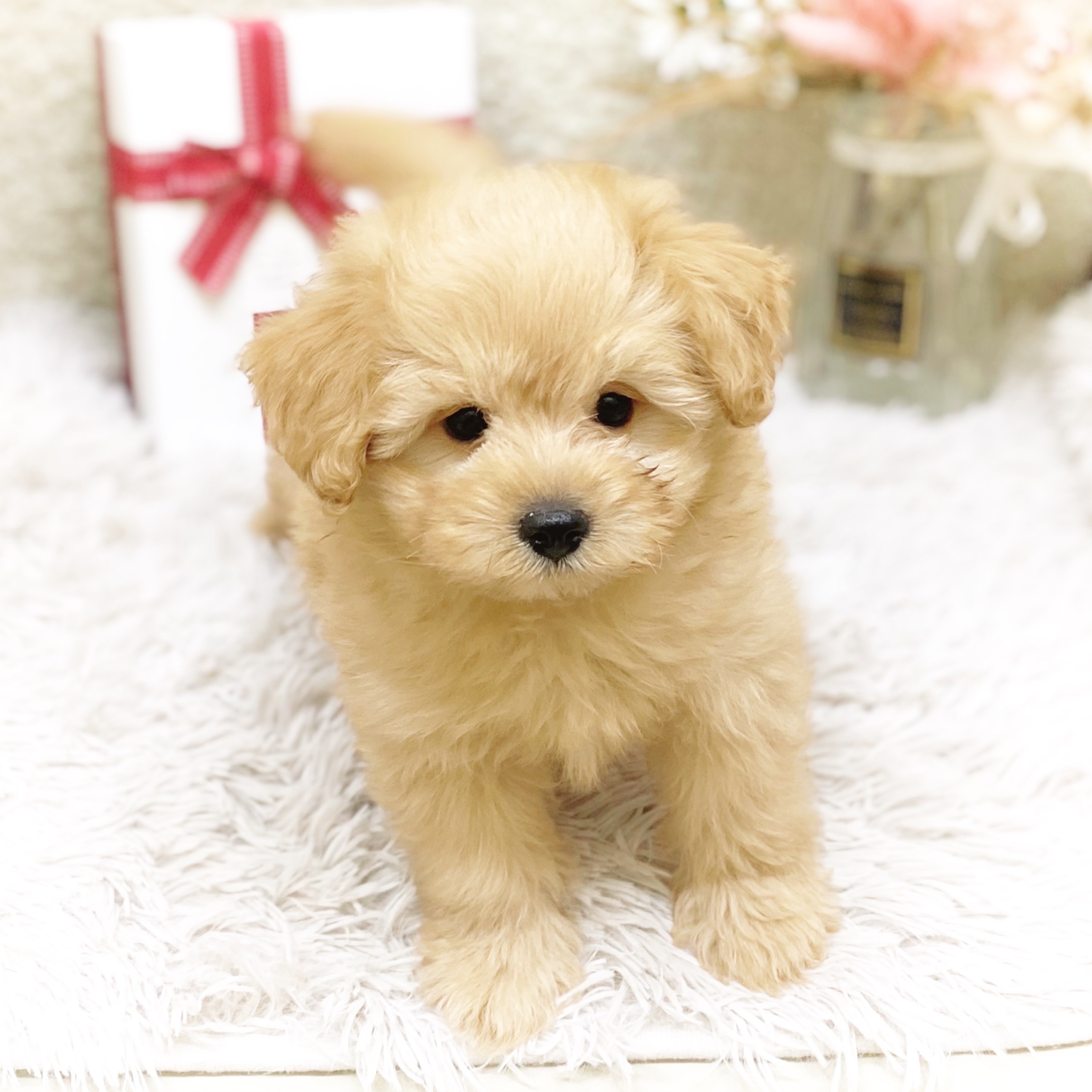 静岡県のポメプー(ポメラニアン×プードル) (犬の家＆猫の里藤枝店/2025年11月8日生まれ/男の子/オレンジ)の子犬の4枚目の画像