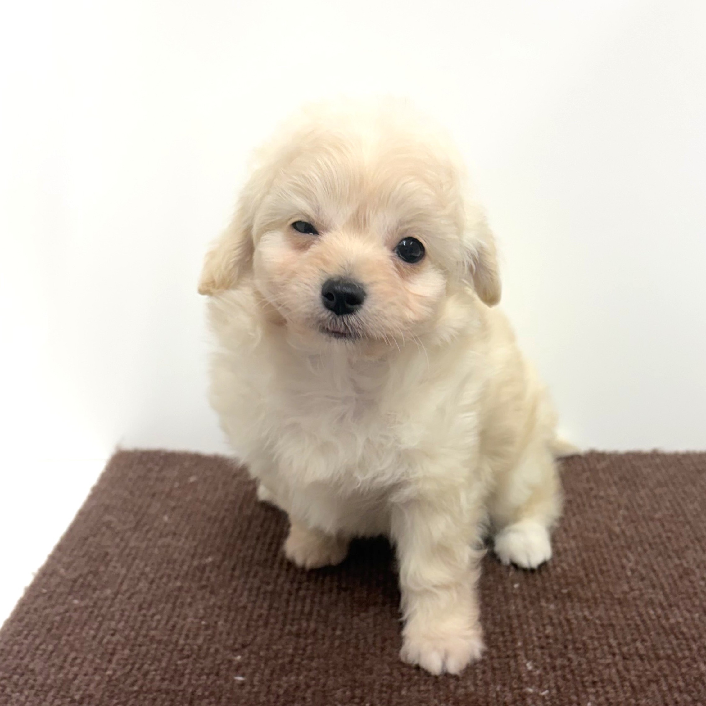 神奈川県のチワプー/プーチー(チワワ×プードル) (犬の家＆猫の里相模原店/2025年11月8日生まれ/男の子/クリーム)の子犬の4枚目の画像