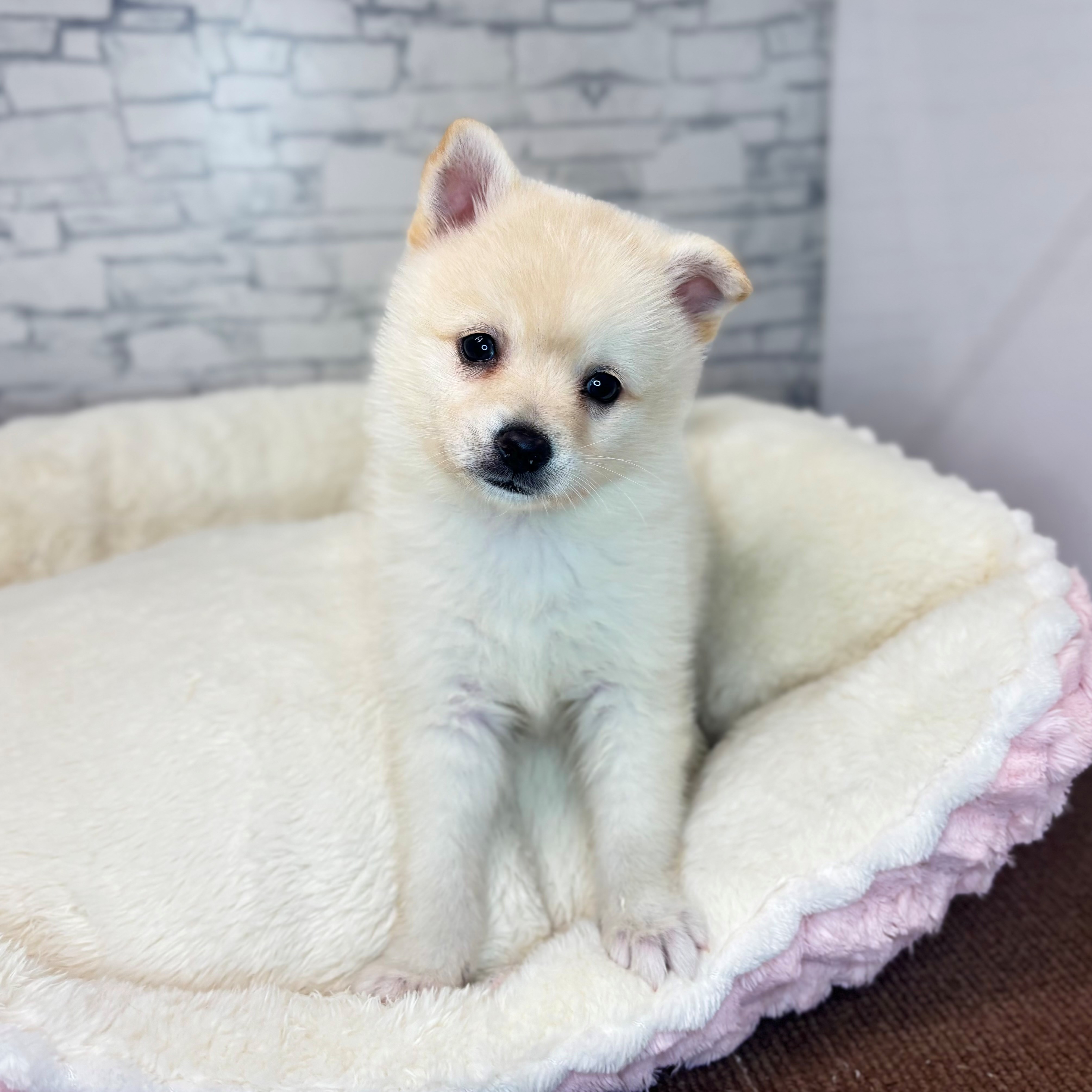 長野県のチワ柴/柴チワ/チワシバ(チワワ×柴) (犬の家＆猫の里長野店/2025年11月8日生まれ/女の子/白)の子犬の4枚目の画像