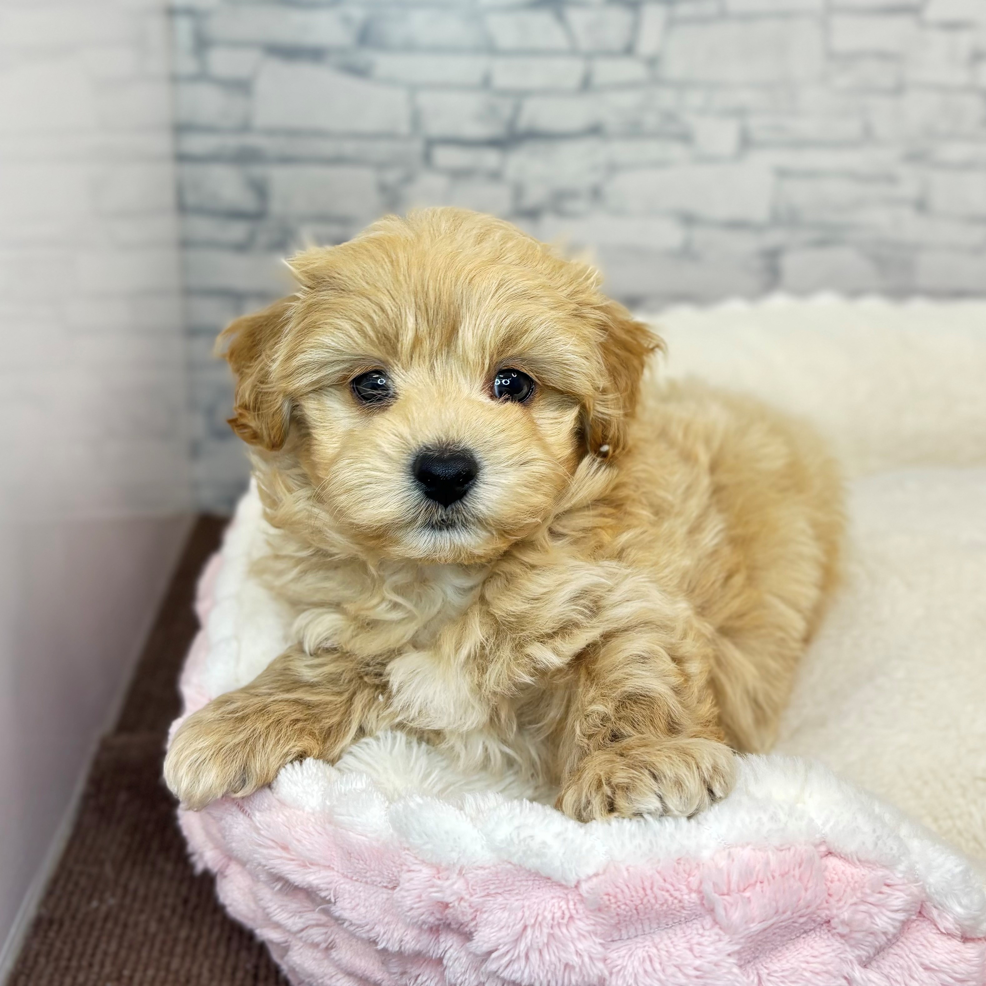 長野県のマルプー(マルチーズ×プードル) (犬の家＆猫の里長野店/2025年11月10日生まれ/男の子/アプリコット)の子犬の4枚目の画像