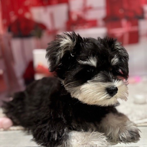 福岡県のミニチュアシュナウザー (犬の家＆猫の里トリアス久山店/2025年11月6日生まれ/女の子/ブラックシルバー)の子犬の4枚目の画像