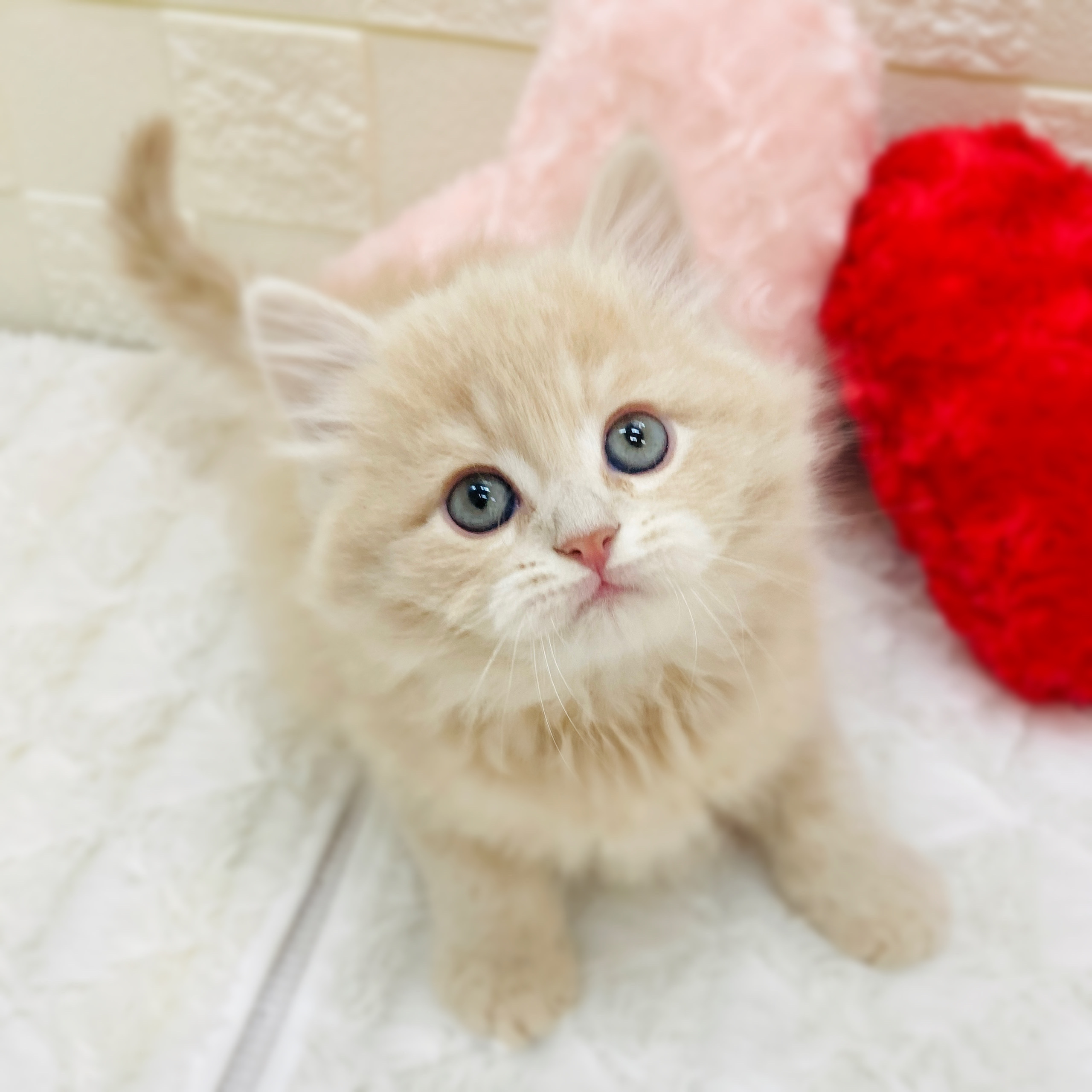 愛知県のサイベリアン (犬の家＆猫の里アミーゴ神の倉店/2025年11月10日生まれ/男の子/クリームタビーホワイト)の子猫