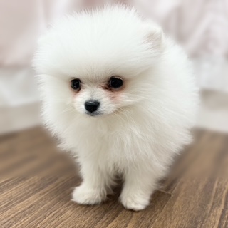 兵庫県のポメラニアン (犬の家＆猫の里カナート西神戸店/2025年11月4日生まれ/男の子/クリーム)の子犬の4枚目の画像