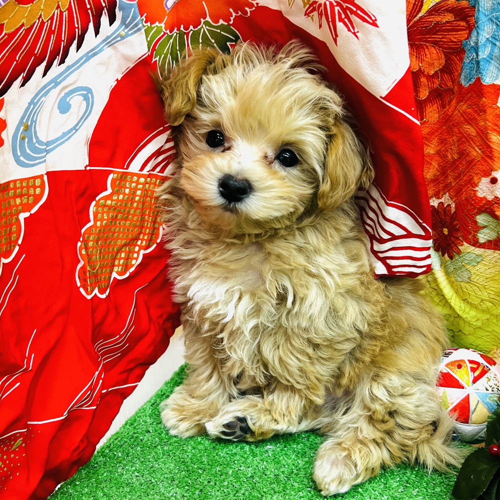愛知県のマルプー(マルチーズ×プードル) (犬の家＆猫の里名古屋天白店/2025年11月12日生まれ/男の子/アプリコット)の子犬の4枚目の画像
