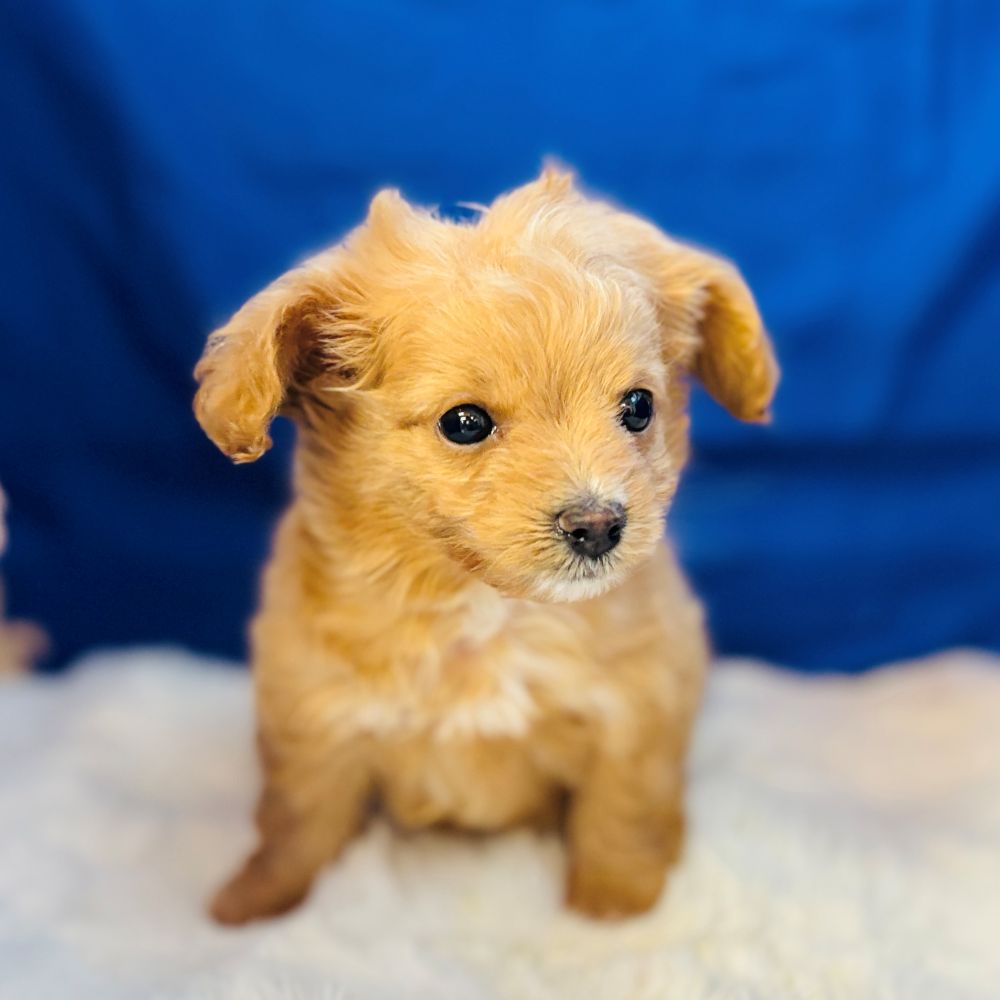 愛知県のチワプー/プーチー(チワワ×プードル) (犬の家＆猫の里愛知刈谷店/2025年11月10日生まれ/男の子/アプリコット)の子犬の4枚目の画像