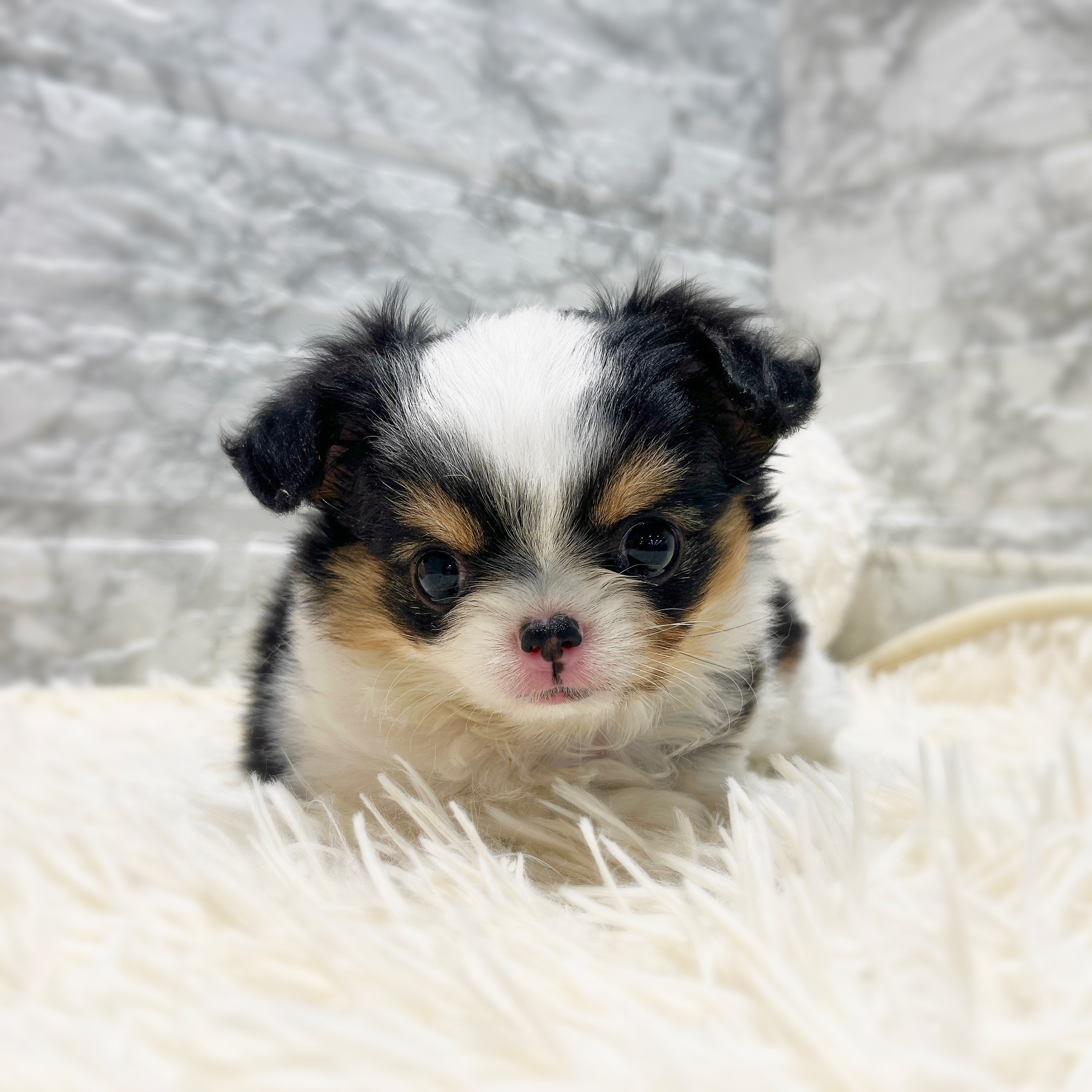 愛知県のチワワ(ロング) (犬の家＆猫の里MiO香久山店/2025年11月12日生まれ/女の子/ホワイトブラックタン)の子犬の4枚目の画像