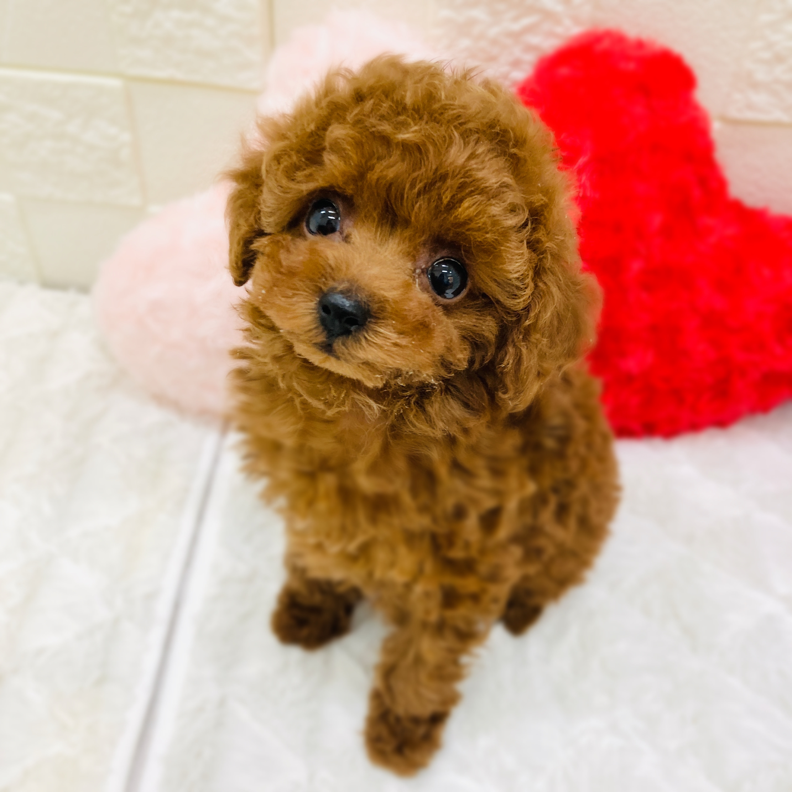愛知県のトイプードル(タイニー) (犬の家＆猫の里アミーゴ神の倉店/2025年11月10日生まれ/女の子/レッドフォーン)の子犬の1枚目の画像