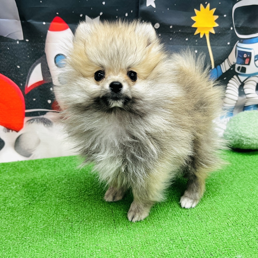 愛知県のポメラニアン (犬の家＆猫の里名古屋天白店/2025年11月11日生まれ/男の子/オレンジセーブル)の子犬の4枚目の画像