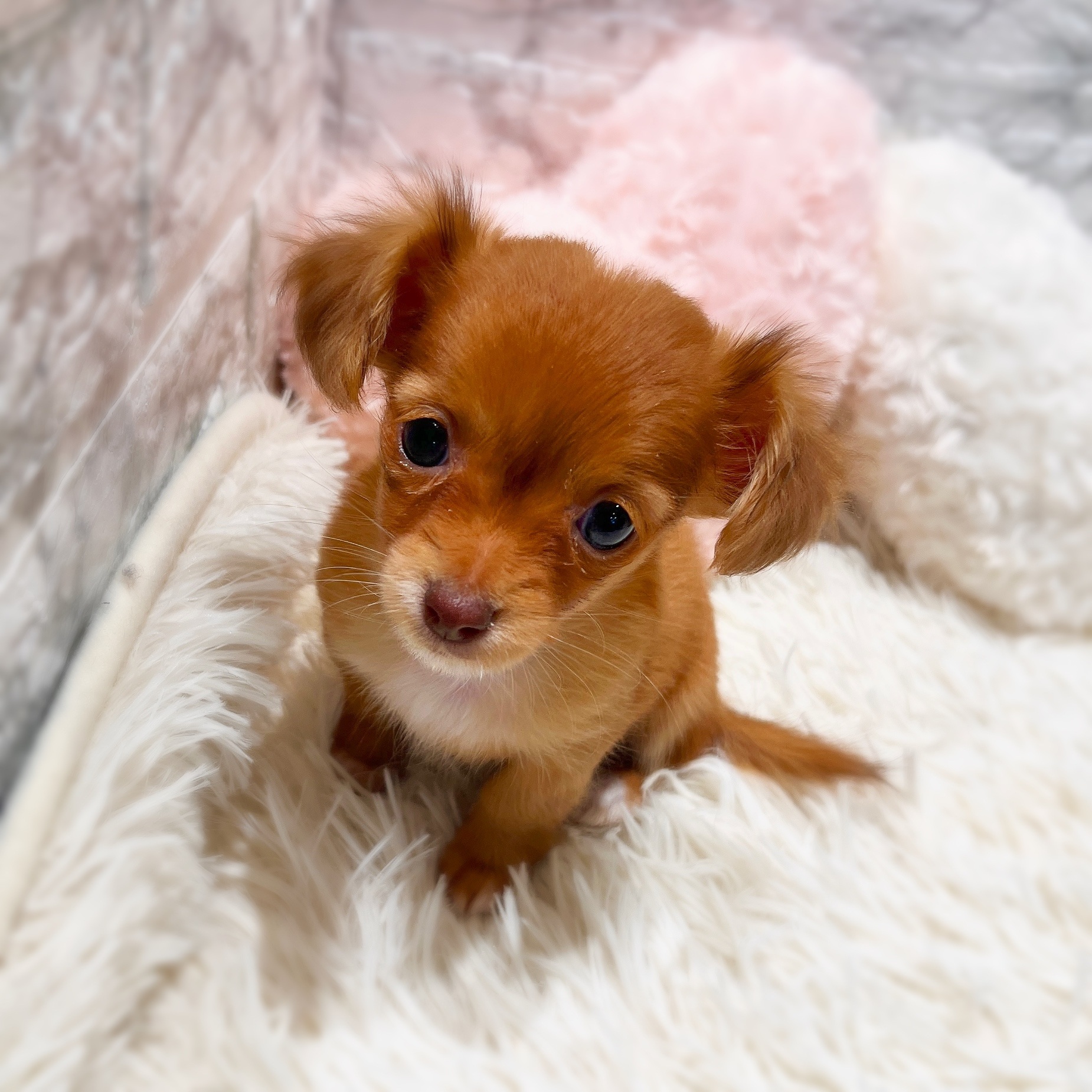 愛知県のチワックス(チワワ×ダックス) (犬の家＆猫の里MiO香久山店/2025年11月12日生まれ/女の子/レッド)の子犬の4枚目の画像