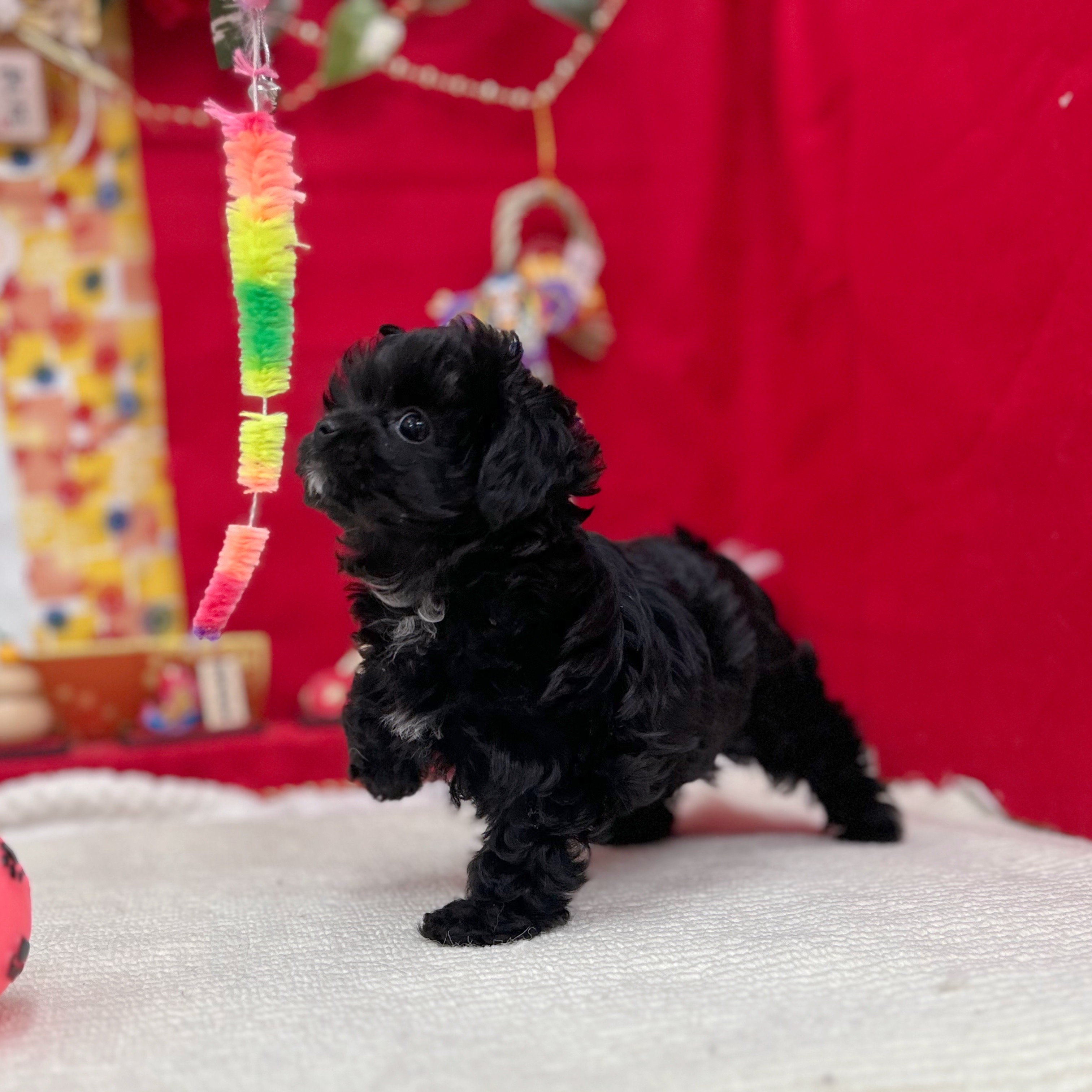 岐阜県のチワプー/プーチー(チワワ×プードル) (犬の家＆猫の里岐南店/2025年11月8日生まれ/女の子/ブラック)の子犬の4枚目の画像