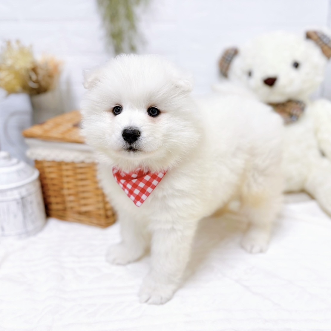 滋賀県のサモエド (犬の家＆猫の里近江八幡店/2025年11月10日生まれ/女の子/ホワイト)の子犬の4枚目の画像