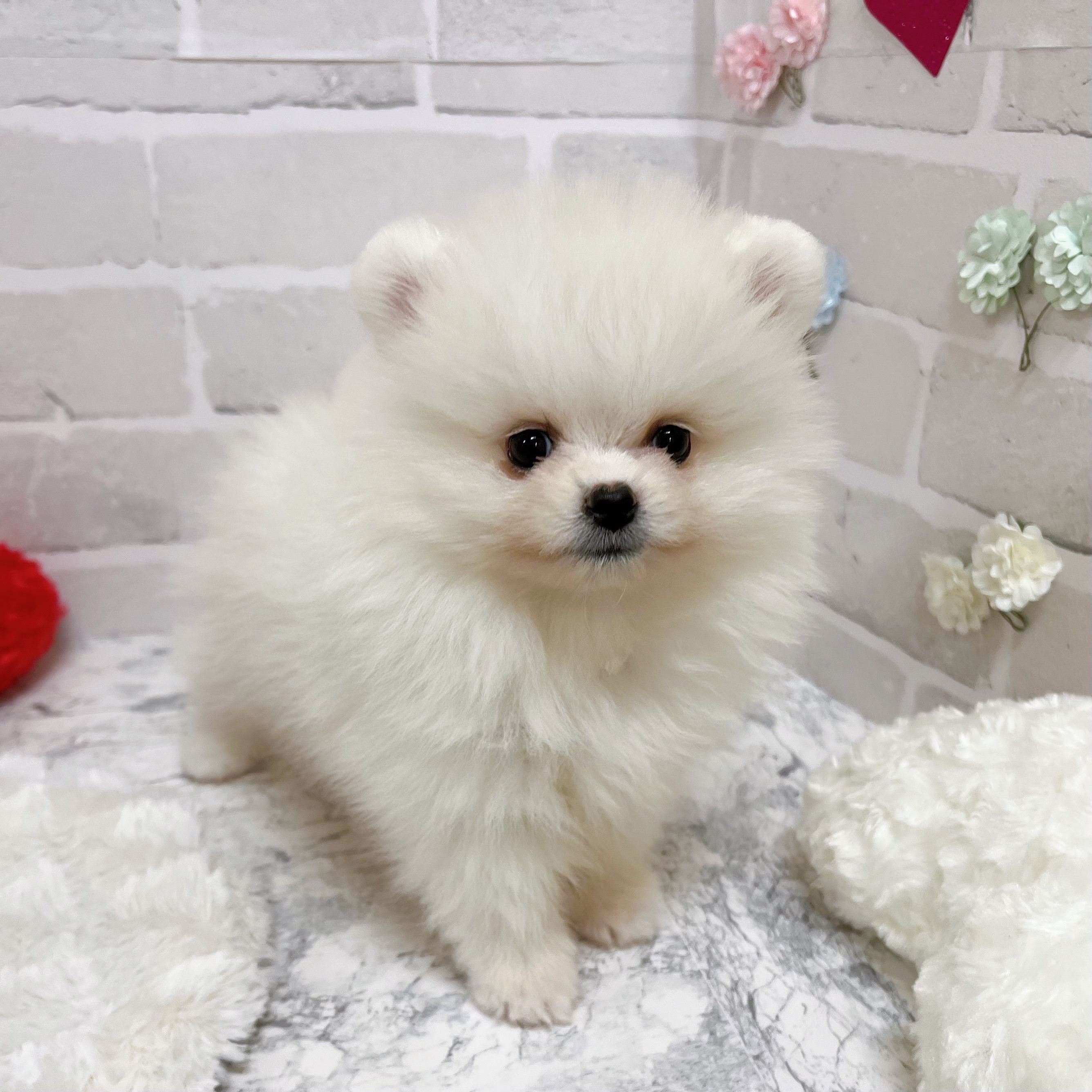 京都府のポメラニアン (犬の家＆猫の里京都精華店/2025年11月13日生まれ/男の子/クリーム)の子犬の4枚目の画像