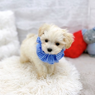 滋賀県のマルプー(マルチーズ×プードル) (犬の家＆猫の里長浜店/2025年11月12日生まれ/男の子/クリーム)の子犬の4枚目の画像