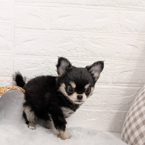 愛知県のチワワ(ロング) (犬の家＆猫の里豊川インター店/2025年11月10日生まれ/男の子/ブラッククリーム)の子犬の4枚目の画像