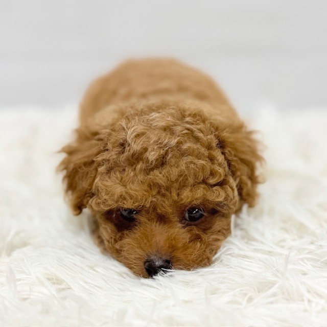 愛知県のトイプードル(タイニー) (犬の家＆猫の里豊田店/2025年11月13日生まれ/男の子/レッドフォーン)の子犬の4枚目の画像