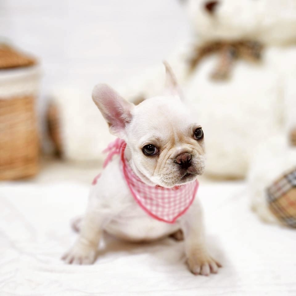 滋賀県のフレンチブルドッグ (犬の家＆猫の里近江八幡店/2025年11月15日生まれ/女の子/クリーム)の子犬の4枚目の画像