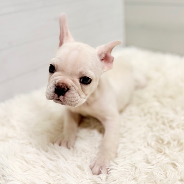 愛知県のフレンチブルドッグ (犬の家＆猫の里豊田店/2025年11月15日生まれ/男の子/クリーム)の子犬の4枚目の画像