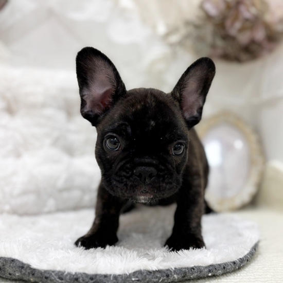 岐阜県のフレンチブルドッグ (犬の家＆猫の里カラフルタウン岐阜店/2025年11月15日生まれ/男の子/ブリンドル)の子犬の4枚目の画像