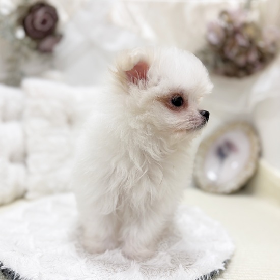 岐阜県のポメマル/マルポメ(ポメラニアン×マルチーズ) (犬の家＆猫の里カラフルタウン岐阜店/2025年11月10日生まれ/男の子/クリームホワイト)の子犬の4枚目の画像