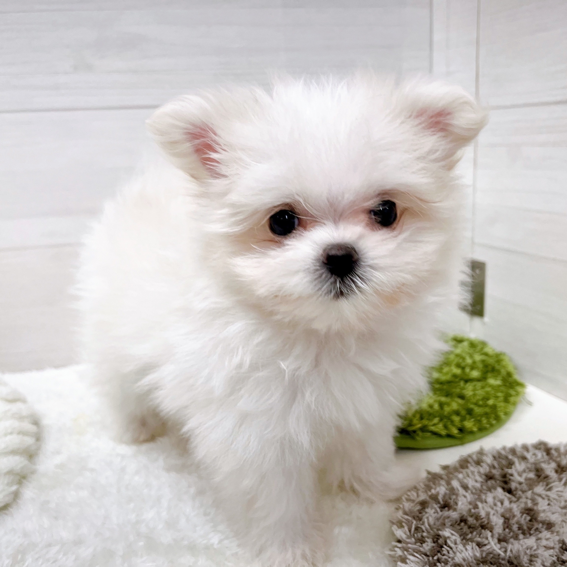 石川県のポメマル/マルポメ(ポメラニアン×マルチーズ) (犬の家＆猫の里アミーゴ金沢おこばた店/2025年11月10日生まれ/女の子/クリームホワイト)の子犬の4枚目の画像