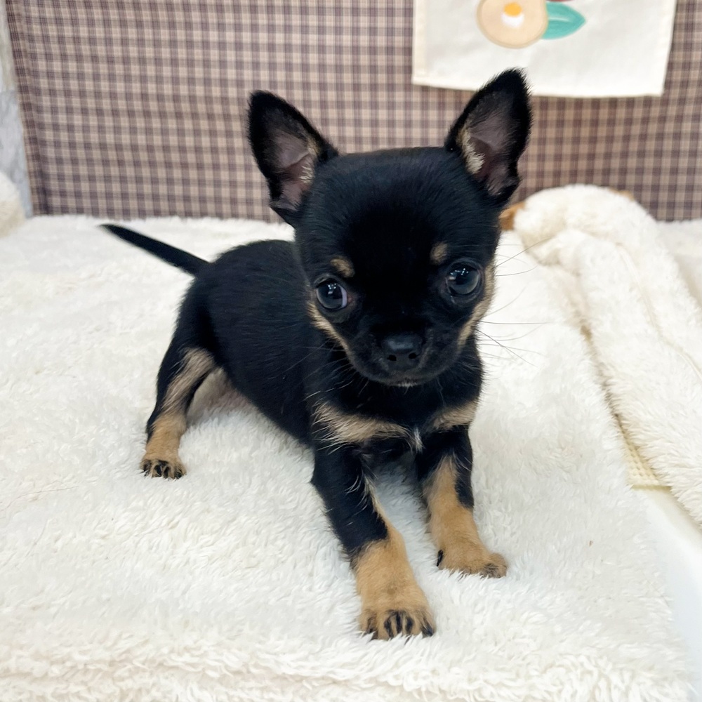 愛知県のチワワ(スムース) (犬の家＆猫の里エアポートウォーク店/2025年11月14日生まれ/女の子/ブラックタン)の子犬の4枚目の画像
