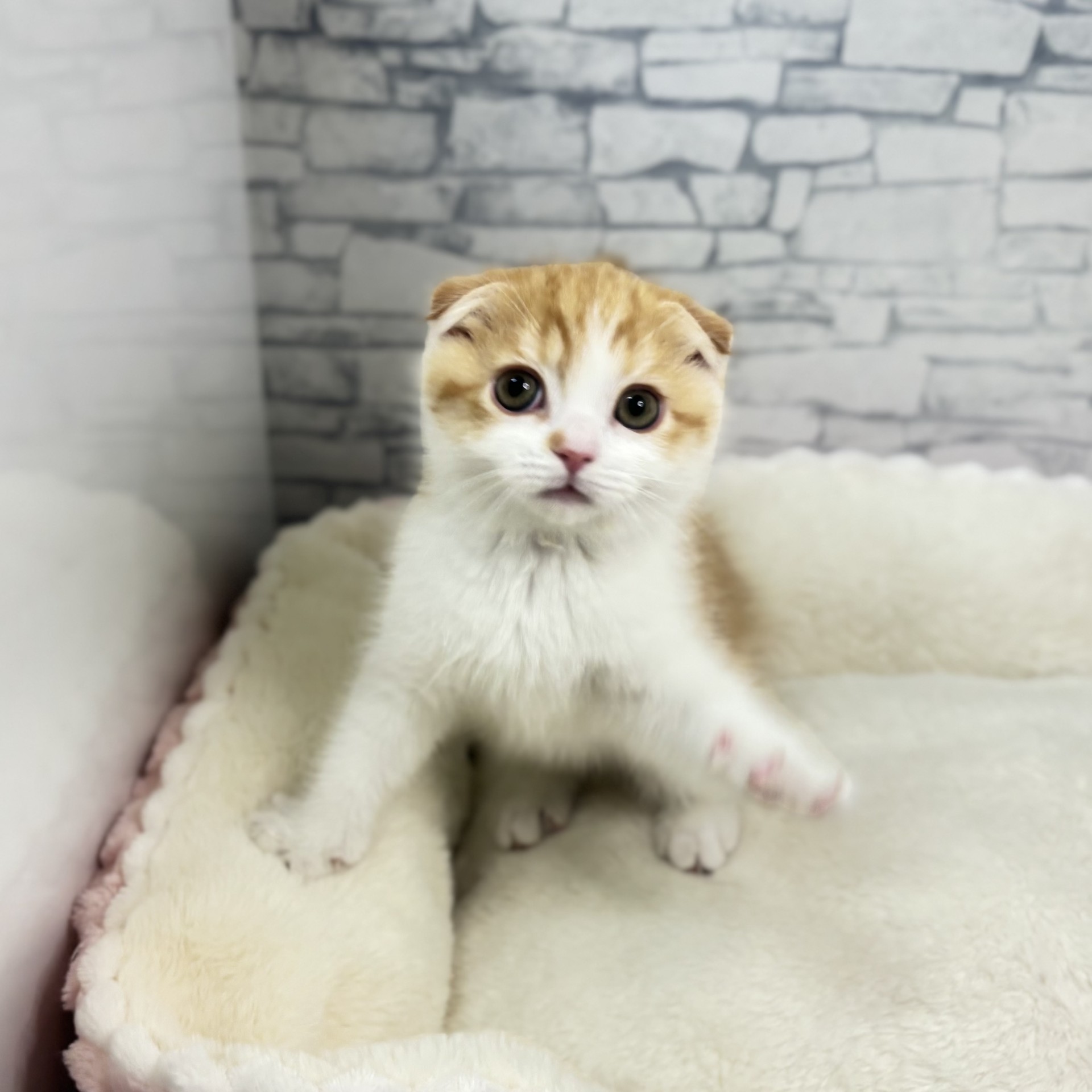 長野県のスコティッシュフォールド (犬の家＆猫の里長野店/2025年11月13日生まれ/男の子/レッドタビーホワイト)の子猫の4枚目の画像