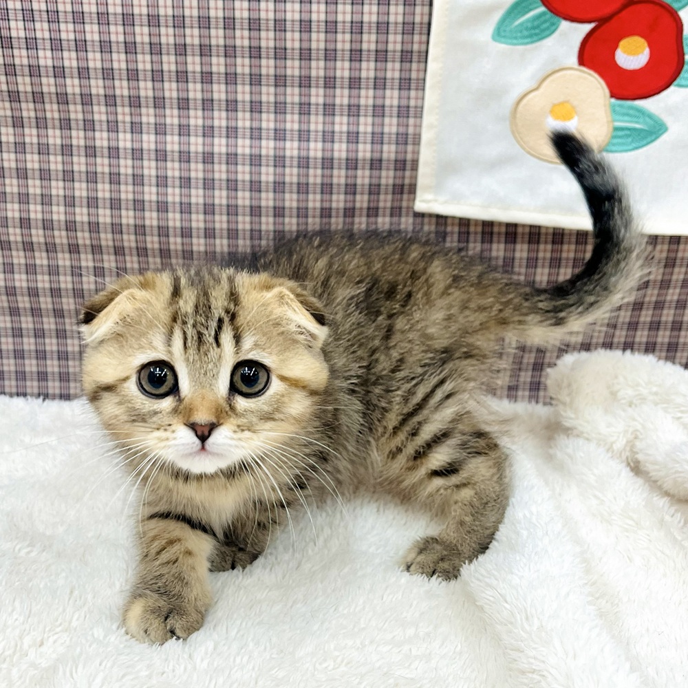 愛知県のスコティッシュフォールド (犬の家＆猫の里エアポートウォーク店/2025年11月13日生まれ/女の子/ブラウンパッチドタビーホワイト)の子猫の4枚目の画像