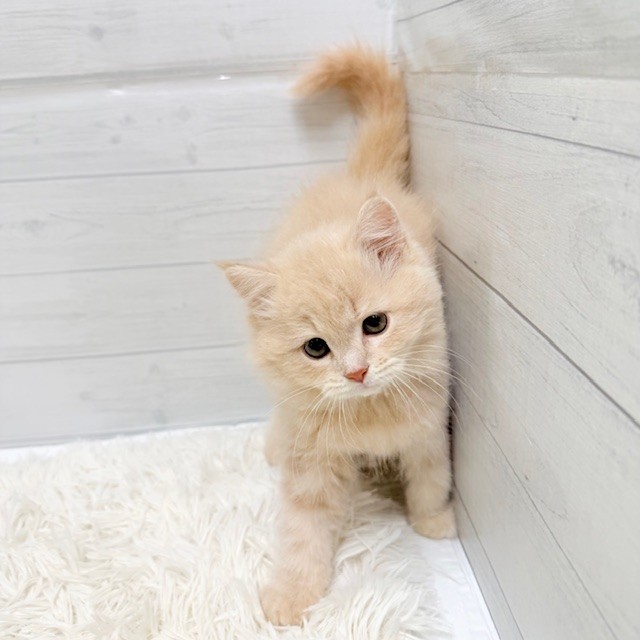愛知県のスコティッシュフォールド (犬の家＆猫の里豊田店/2025年11月13日生まれ/女の子/クリームタビーホワイト)の子猫の4枚目の画像