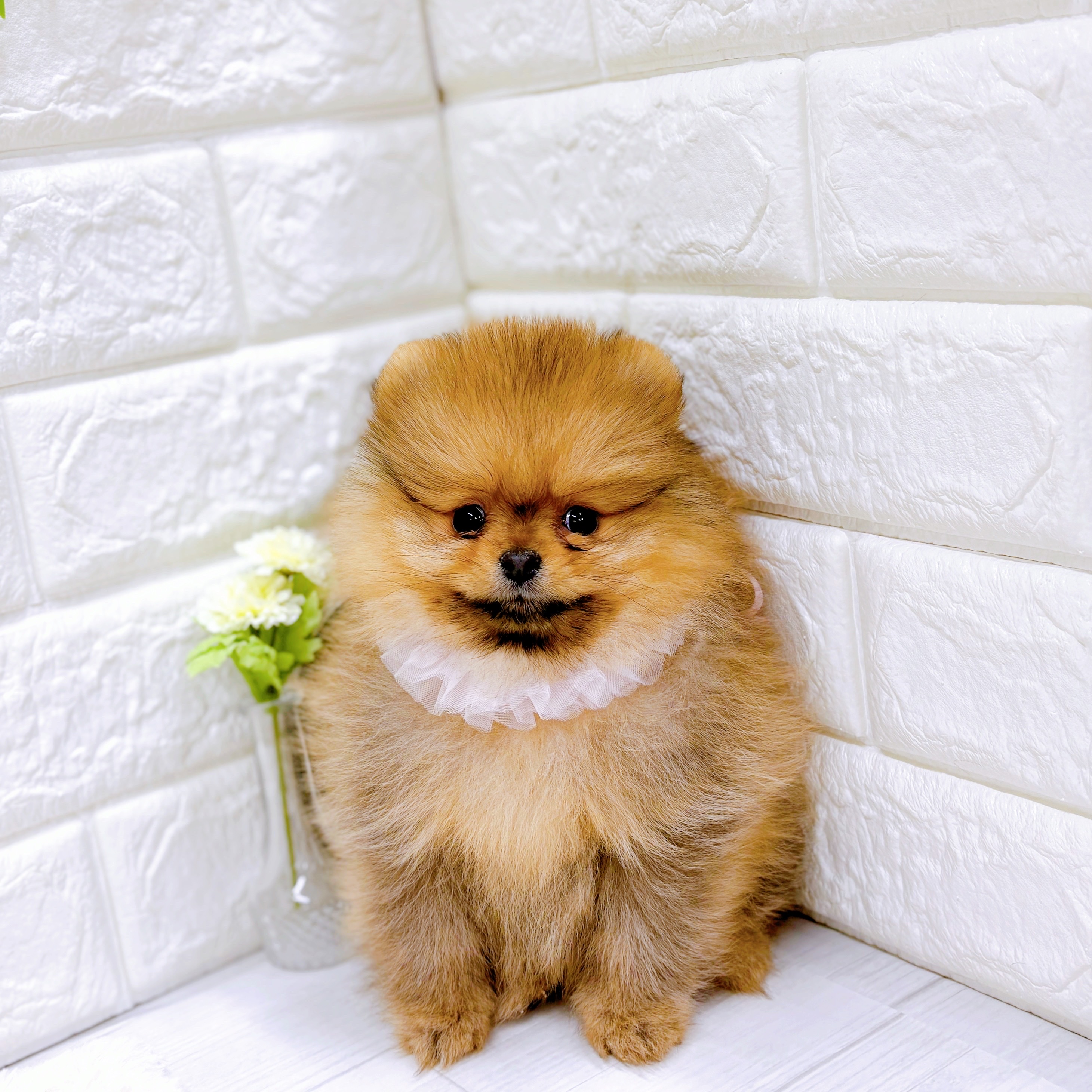 福井県のポメラニアン (犬の家＆猫の里アミーゴ福井店/2025年11月5日生まれ/女の子/オレンジ)の子犬の4枚目の画像