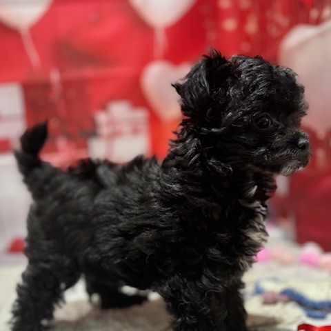 福岡県のチワプー/プーチー(チワワ×プードル) (犬の家＆猫の里トリアス久山店/2025年11月15日生まれ/女の子/ブラックホワイト)の子犬の4枚目の画像