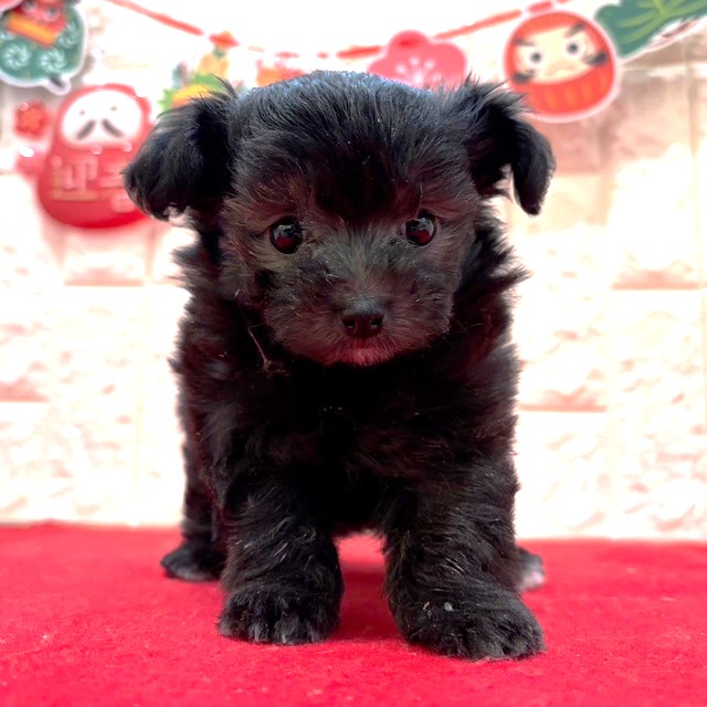 岡山県のチワプー/プーチー(チワワ×プードル) (犬の家＆猫の里倉敷店/2025年11月15日生まれ/女の子/ブラックホワイト)の子犬の4枚目の画像