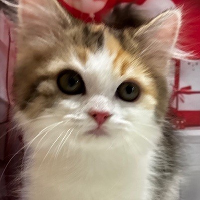 福岡県のラガマフィン (犬の家＆猫の里トリアス久山店/2025年11月13日生まれ/女の子/ブラウンパッチドタビーホワイト)の子猫の1枚目の画像