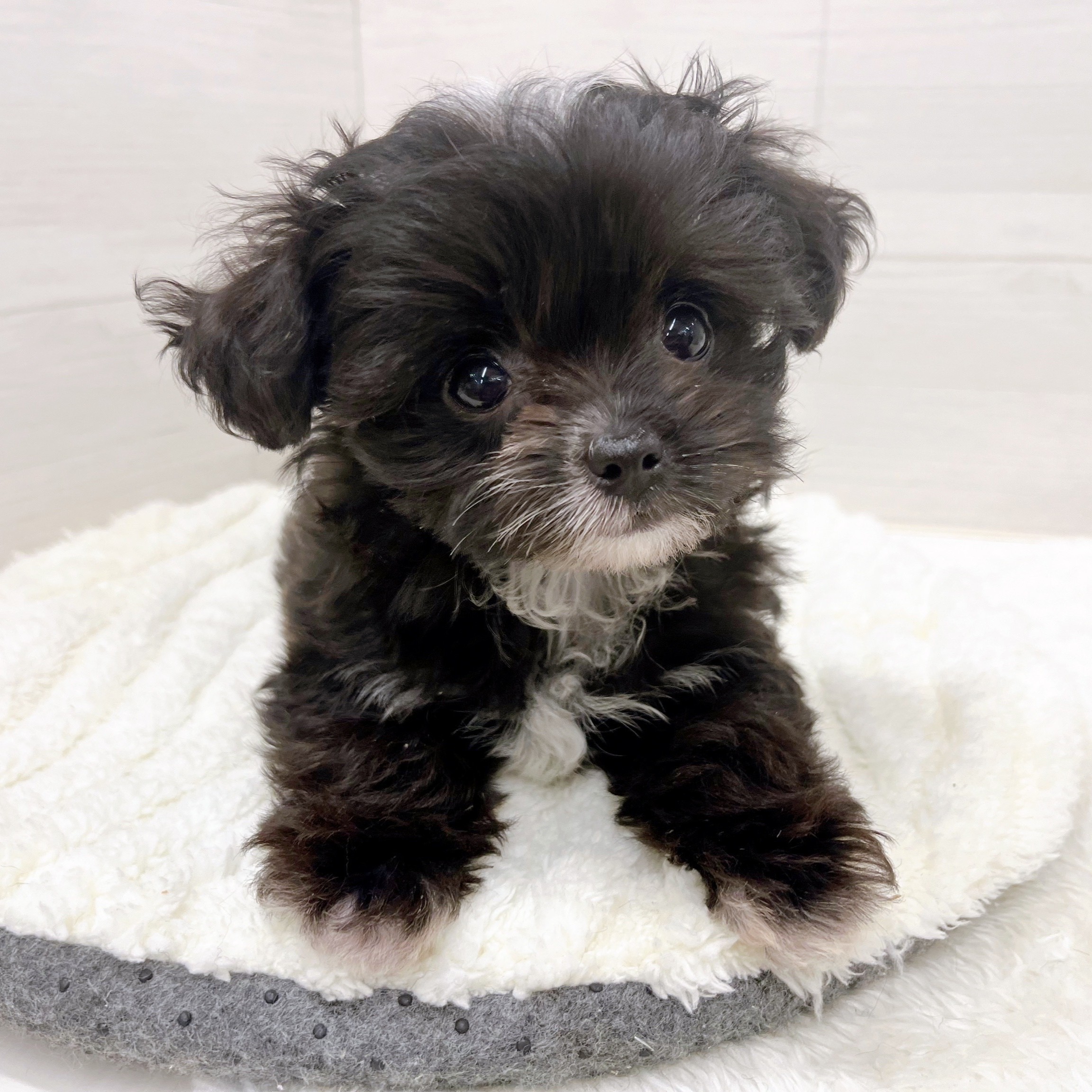 石川県のチワプー/プーチー(チワワ×プードル) (犬の家＆猫の里アミーゴ金沢おこばた店/2025年11月11日生まれ/女の子/ブリンドルホワイト)の子犬の4枚目の画像