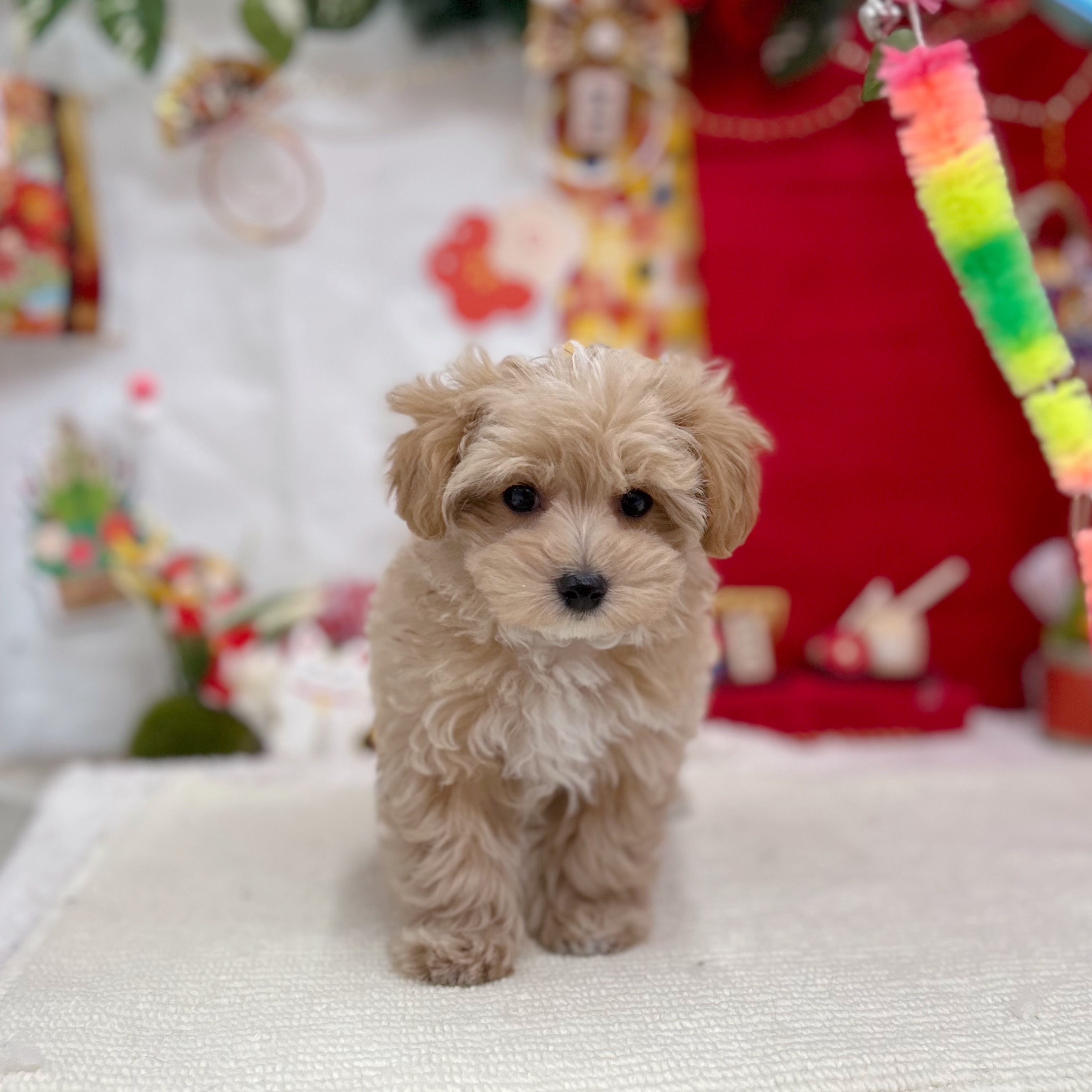 岐阜県のマルプー(マルチーズ×プードル) (犬の家＆猫の里岐南店/2025年11月12日生まれ/男の子/アプリコットホワイト)の子犬の4枚目の画像