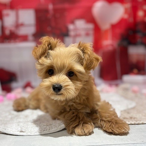 福岡県のマルプー(マルチーズ×プードル) (犬の家＆猫の里トリアス久山店/2025年11月12日生まれ/男の子/アプリコット)の子犬の4枚目の画像