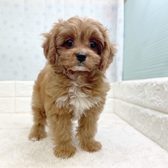 静岡県のキャバプー(キャバリア×プードル) (犬の家＆猫の里マークイズ静岡店/2025年11月16日生まれ/男の子/レッドホワイト)の子犬の4枚目の画像