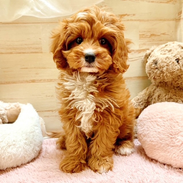 兵庫県のキャバプー(キャバリア×プードル) (犬の家＆猫の里神戸店/2025年11月16日生まれ/男の子/レッドホワイト)の子犬の4枚目の画像