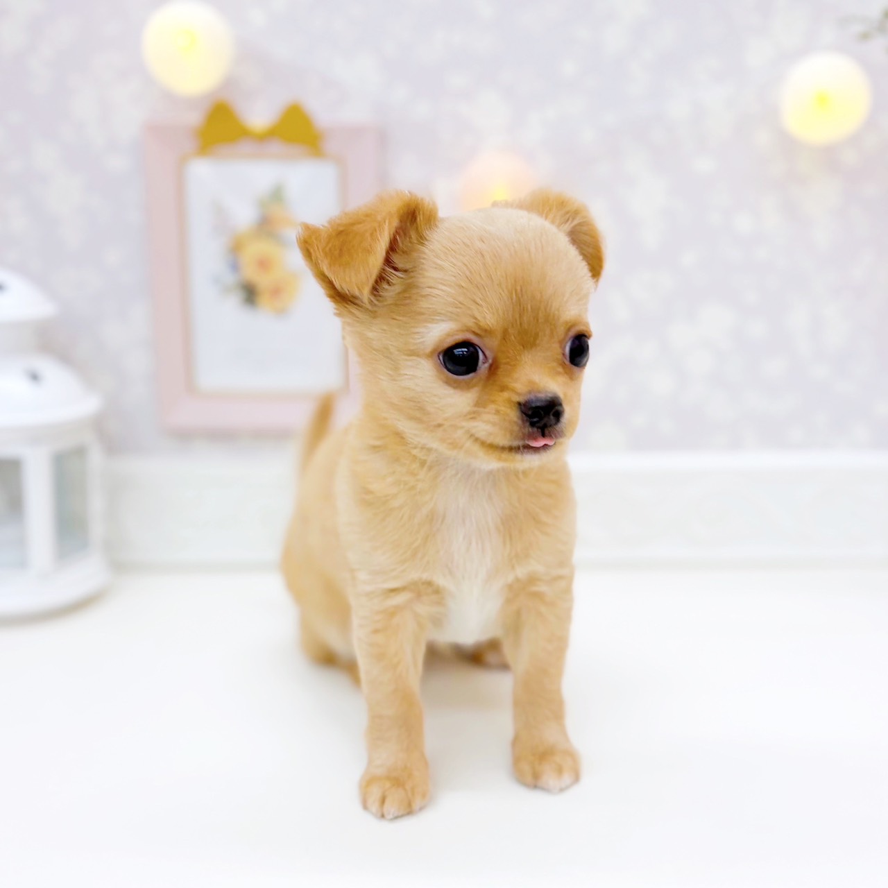 富山県のチワワ(ロング) (犬の家＆猫の里富山店/2025年11月14日生まれ/男の子/オレンジ)の子犬の4枚目の画像