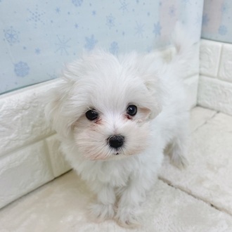 静岡県のマルチーズ (犬の家＆猫の里マークイズ静岡店/2025年11月11日生まれ/男の子/ホワイト)の子犬の4枚目の画像