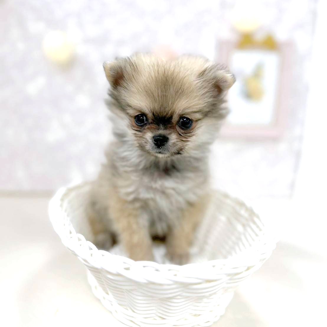 富山県のポメチワ/チワポメ/ポメチー(ポメラニアン×チワワ) (犬の家＆猫の里アミーゴ高岡蓮花寺店/2025年11月15日生まれ/男の子/クリームセーブル)の子犬の4枚目の画像