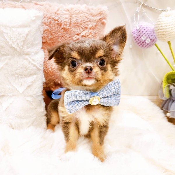 福井県のチワワ(ロング) (犬の家＆猫の里福井店/2025年11月15日生まれ/男の子/ブルータンホワイト)の子犬の4枚目の画像