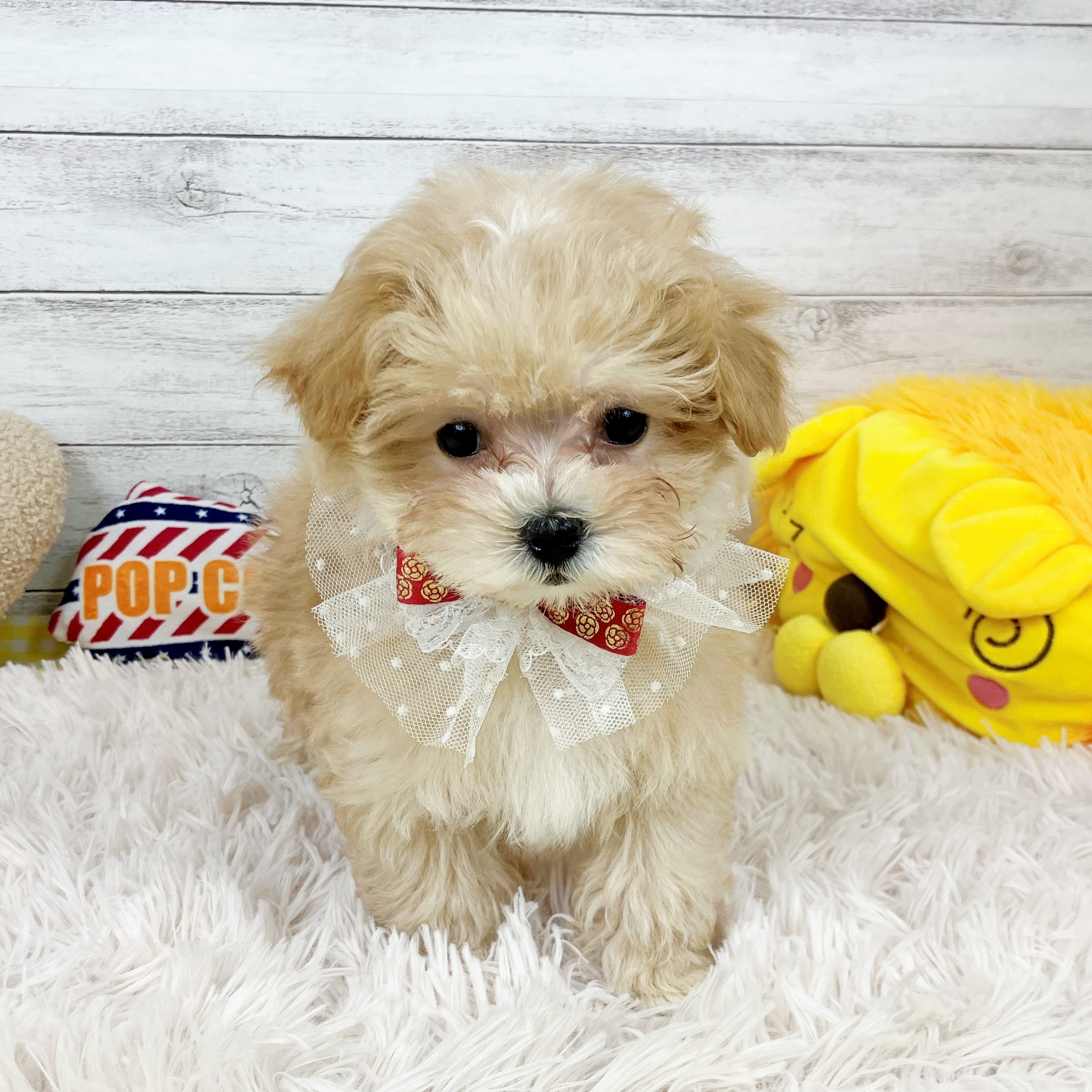 兵庫県のマルプー(マルチーズ×プードル) (犬の家＆猫の里川西店/2025年11月15日生まれ/女の子/クリーム)の子犬の4枚目の画像