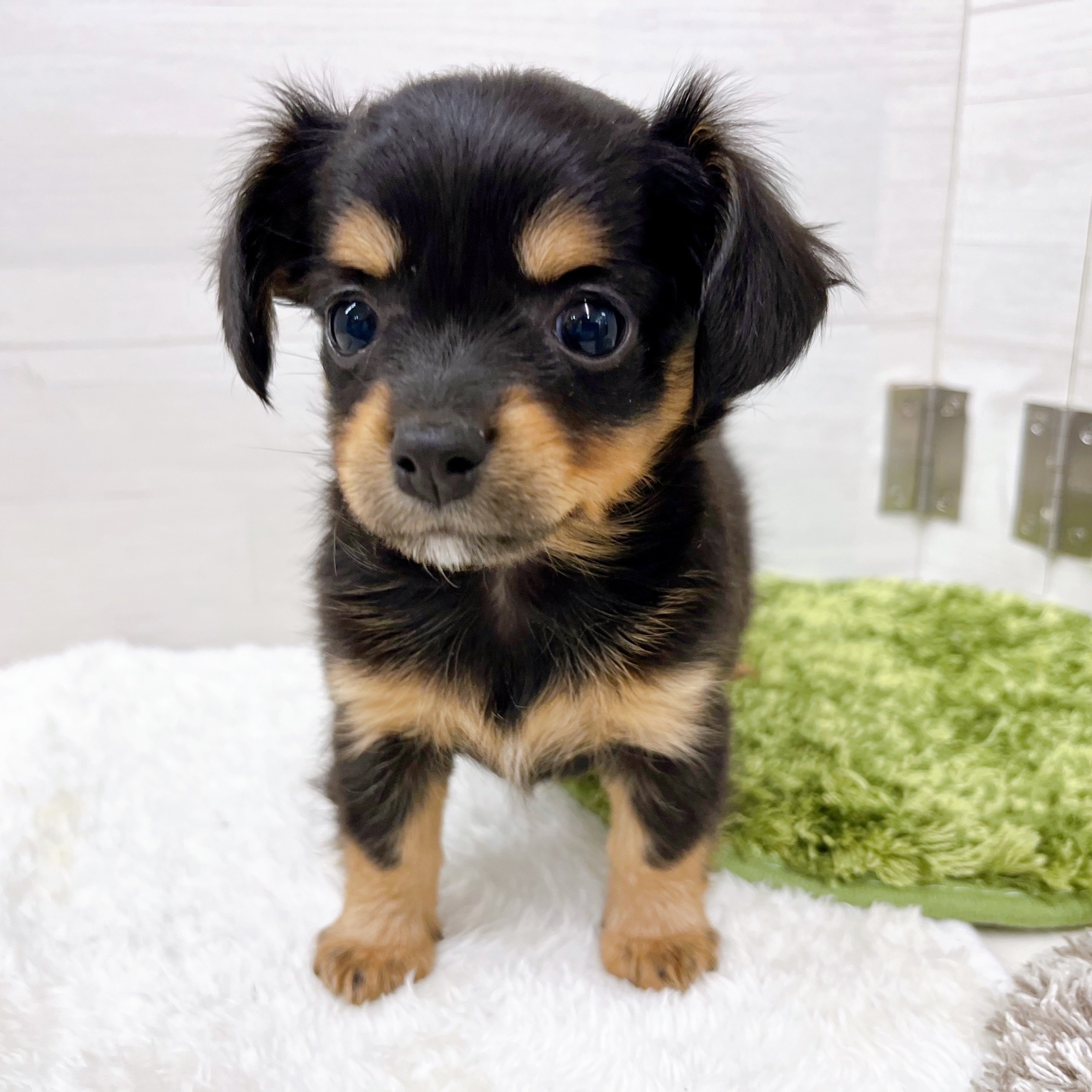 石川県のチワックス(チワワ×ダックス) (犬の家＆猫の里アミーゴ金沢おこばた店/2025年11月16日生まれ/女の子/ブラックタン)の子犬の4枚目の画像