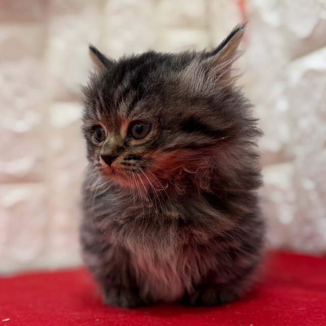 岡山県のミヌエット (犬の家＆猫の里倉敷店/2025年11月9日生まれ/男の子/ブラウンタビー)の子猫の4枚目の画像